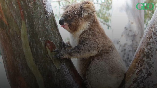 Les koalas boivent en léchant l'eau présente sur les troncs d'arbres