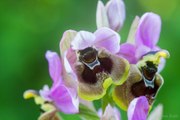 Haute-Garonne : une orchidée très rare découverte pendant le confinement