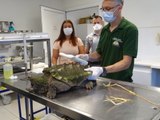Découverte d'une tortue-alligator dans une commune des Alpes-Maritimes