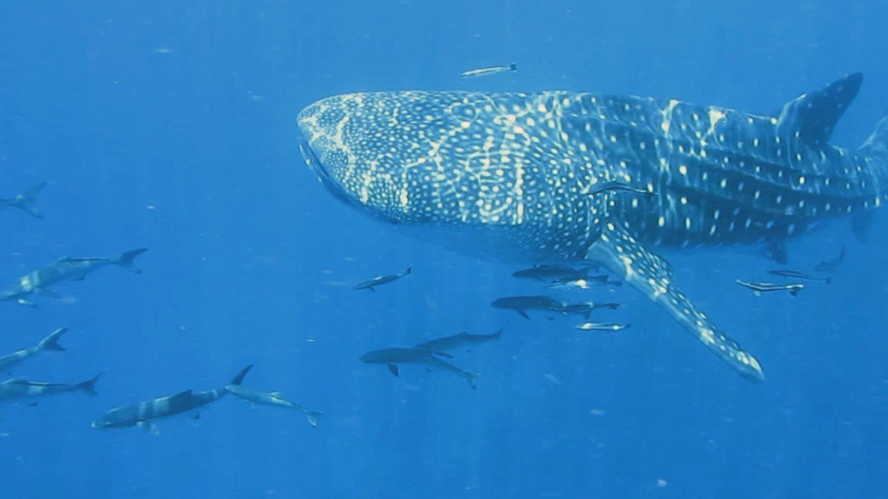 On connaît désormais l’âge du plus grand poisson du monde… grâce à la bombe atomique