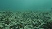 Des algues permettraient de lutter contre le blanchissement des coraux