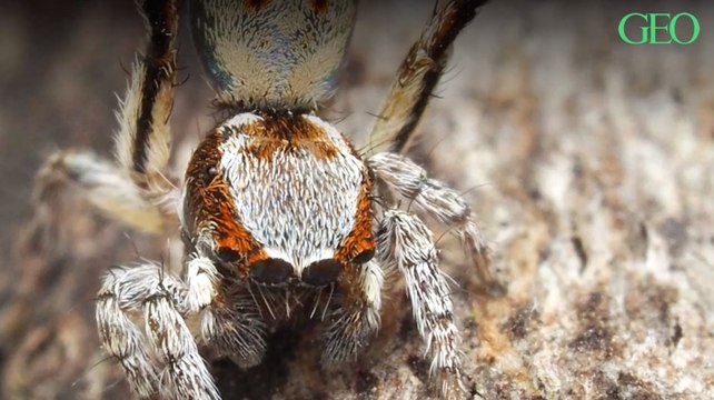 En Australie, un entomologiste identifie sept nouvelles espèces d'araignées paons