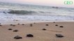 Brésil : confinement oblige, ces tortues menacées sont nées sur des plages désertes