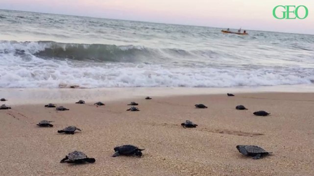 Brésil : confinement oblige, ces tortues menacées sont nées sur des plages désertes