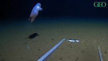 Pour la première fois, une pieuvre Dumbo a été observée à 7000 mètres de profondeur