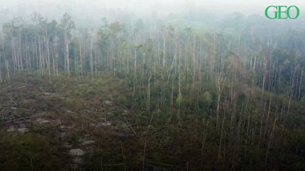 Déforestation : 420 millions d’hectares de forêt ont été perdus depuis 1990