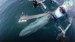 Des chercheurs ont fabriqué un drone capable de voler à travers le souffle des baleines