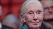Jane Goodall s'exprime sur le coronavirus : "Nous devons comprendre que nous dépendons du monde naturel"