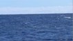 Les baleines à bosse font un retour remarquable à travers le monde
