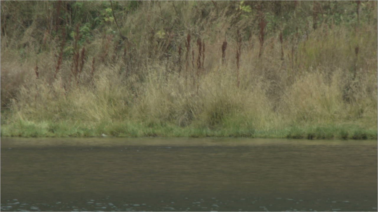 A cause de la douceur de l'hiver, les ours sortent d'hibernation plus tôt que prévu