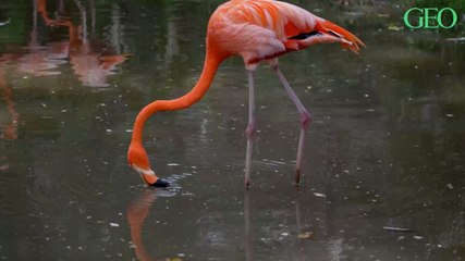 Une étude révèle que les flamants roses tissent des amitiés durables