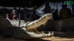 Egypte : à la rencontre des crocodiles domestiqués de Gharb Soheil