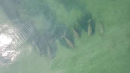 Une trentaine de dugongs observés au large d'une île thaïlandaise