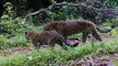 Au Brésil, un projet permet de repeupler la forêt atlantique de jaguars