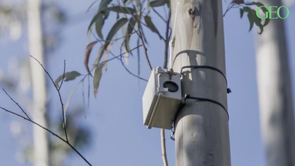 Au Chili, des capteurs dans les arbres utilisent l’IA pour mieux prévenir les feux de forêt