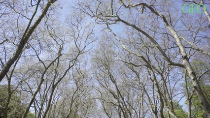 Des écorces de platanes pour mesurer la pollution de l'air utilisées à Toulouse