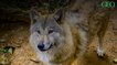 Le loup de l'Himalaya ne serait pas une sous-espèce du loup gris