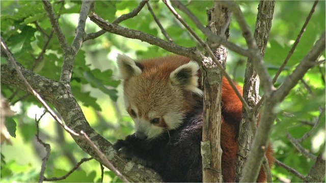 Le panda roux ne formerait pas une mais deux espèces, d'après son génome