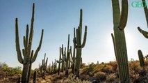 Arizona : le saguaro, un cactus géant sous haute surveillance