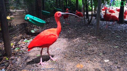 Brésil : découvrez le plus grand parc ornithologique d'Amérique latine