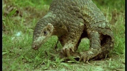 Les pangolins pourraient avoir joué un rôle dans l'apparition du coronavirus