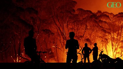 Incendies en Australie : les scientifiques avaient tiré la sonnette d'alarme il y a 12 ans