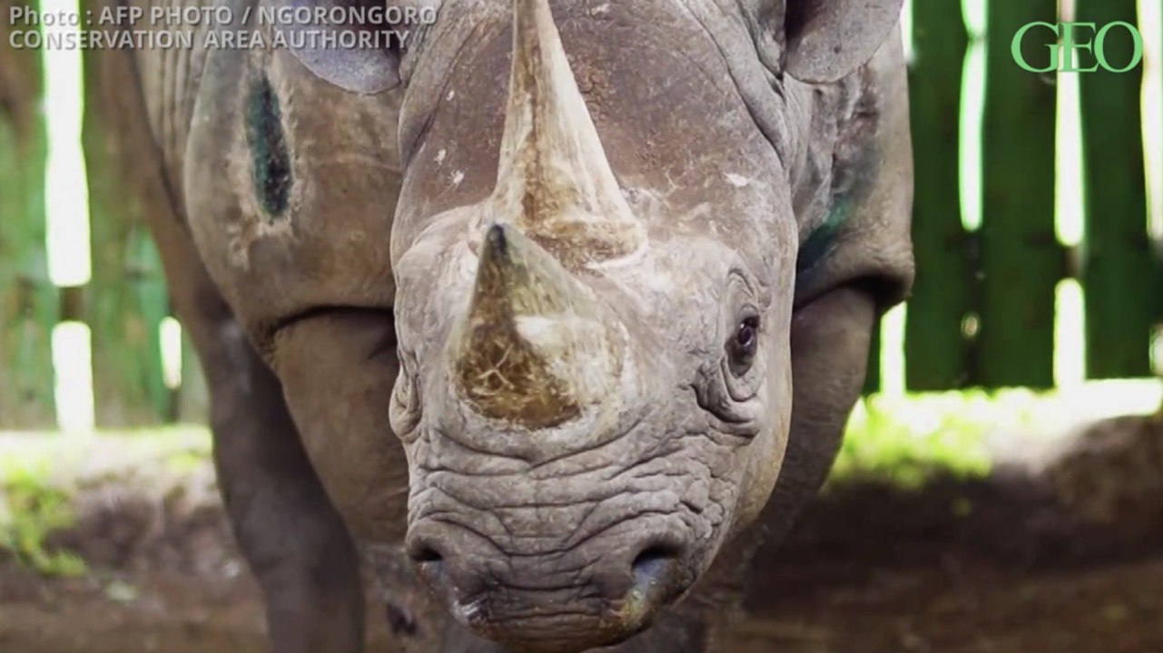 Tanzanie : Fausta, la doyenne des rhinocéros noirs, s'est éteinte