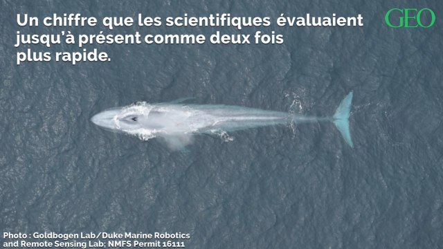 Des chercheurs parviennent à mesurer le rythme cardiaque d'une baleine bleue