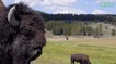 A Yellowstone, les bisons prolongent le printemps