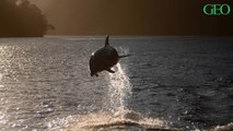 Nouvelle-Zélande : les touristes n'ont désormais plus le droit de nager avec les grands dauphins