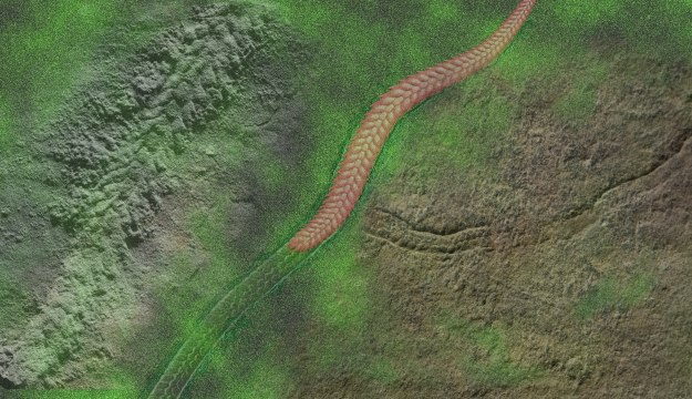 Découverte d'un long ver vieux de 550 millions d'années en Chine