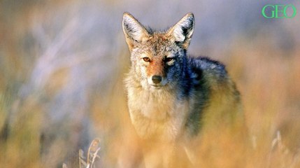 Vie de famille, aptitudes... Ce que vous ne savez pas sur les coyotes