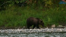 Kamtchatka : ces deux amis se sont lancés dans un incroyable périple à la rencontre des ours bruns