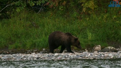 Kamtchatka : ces deux amis se sont lancés dans un incroyable périple à la rencontre des ours bruns