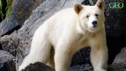Au Canada, un ours Kermode blanc aperçu le rivage d’une île