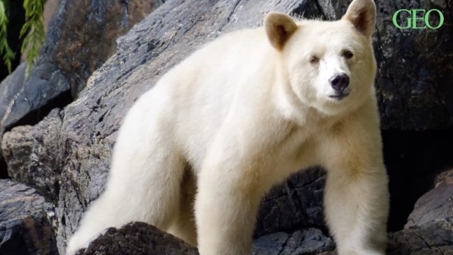 Au Canada, un ours Kermode blanc aperçu le rivage d’une île