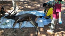 Thaïlande : ce cerf a été retrouvé mort avec plusieurs kilos de plastique dans le ventre