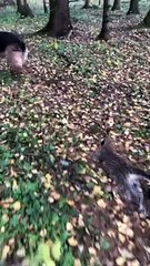 German Shepherd Raises Leopard Cub