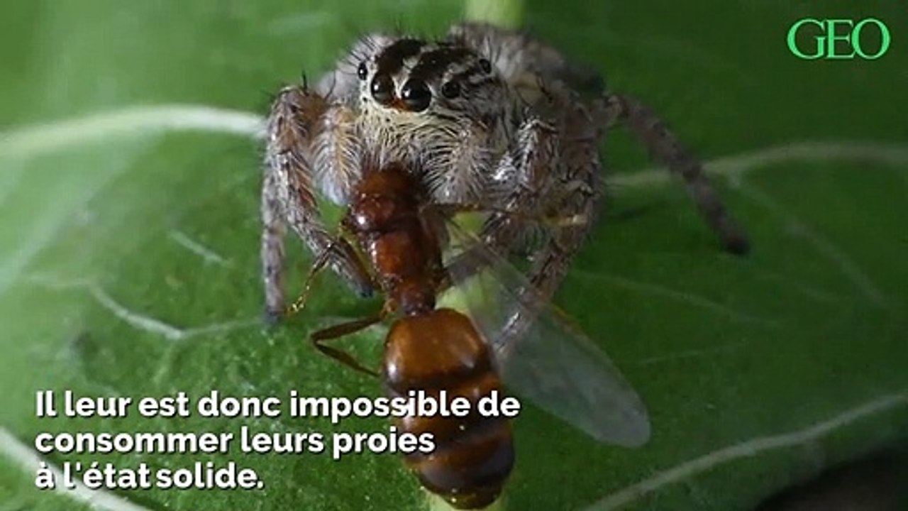 3 infos insolites sur les araignées