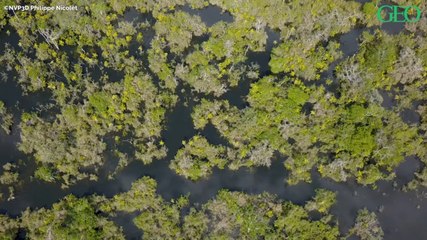 Amazonie : le phénomène méconnu des rivières volantes