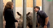 Animaux menacés : en immersion avec les rhinocéros du zoo de la Flèche