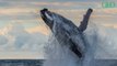 Réchauffement climatique : les baleines absorberaient plus de CO2 que les arbres