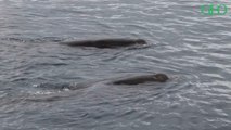 Japon : découverte d'une nouvelle espèce de baleine à bec