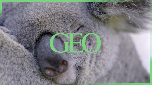 En Australie, des capsules de matières fécales pourraient aider à sauver les koalas