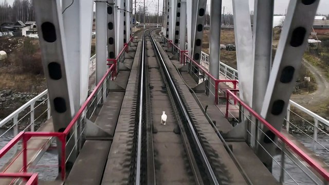 Hare Outruns Train on the Tracks