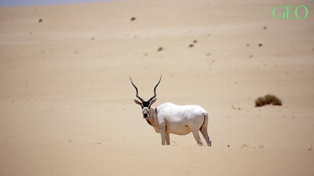 La plus grande réserve naturelle d'Afrique menacée par un projet d'exploitation pétrolière