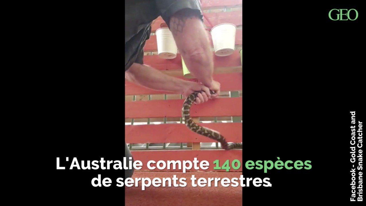 Australie : à cause de la canicule, les serpents se réfugient dans les maisons