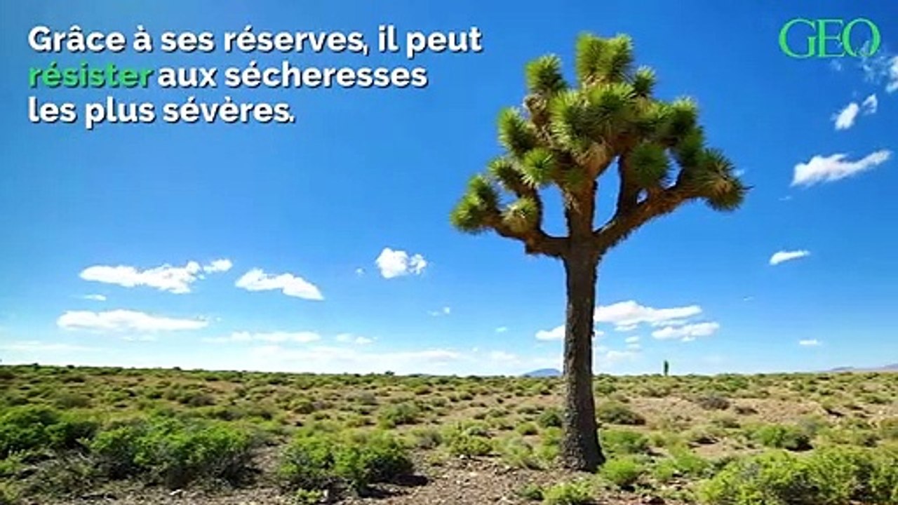 Réchauffement climatique : les arbres de Josué pourraient disparaître avant la fin du siècle