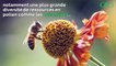 L'agriculture bio booste les performances des colonies d'abeilles mellifères