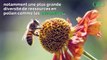 L'agriculture bio booste les performances des colonies d'abeilles mellifères